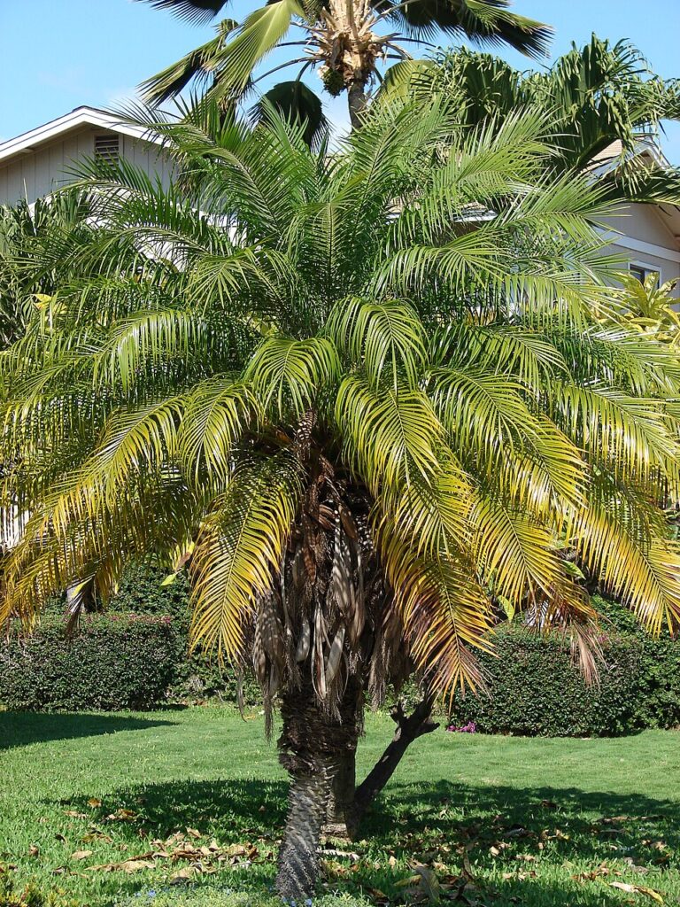 Dwarf Date Palm