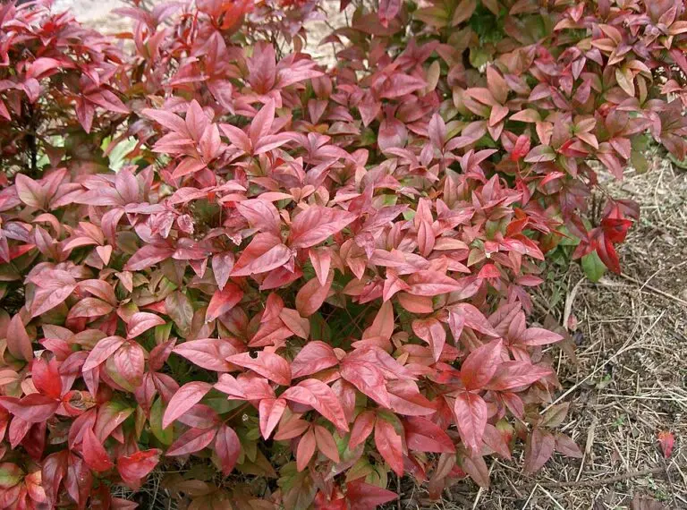 Dwarf Sacred Bamboo