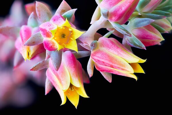 Echeveria Blue Rose - Image 2