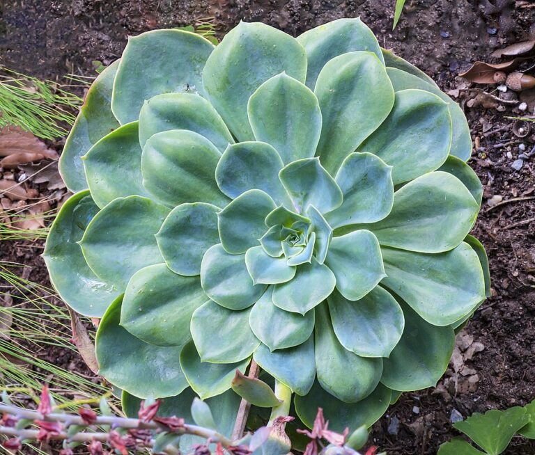 Echeveria Coolvue