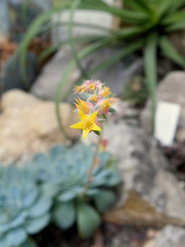 Echeveria Glauca - Image 2