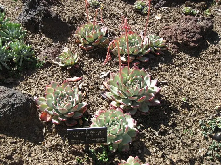 Echeveria Martin