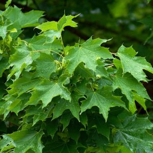 Emerald Queen Norway Maple