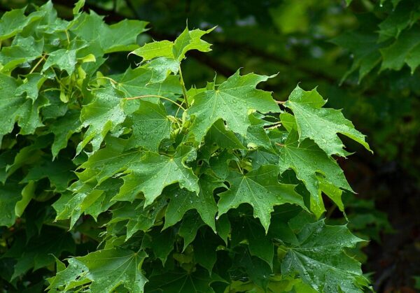 Emerald Queen Norway Maple