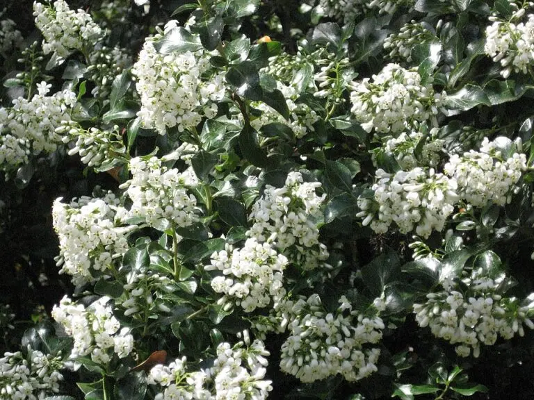 Escallonia Iveyi