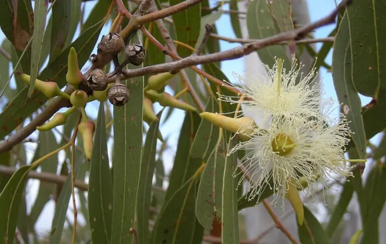 Eucalyptus Little Snowman
