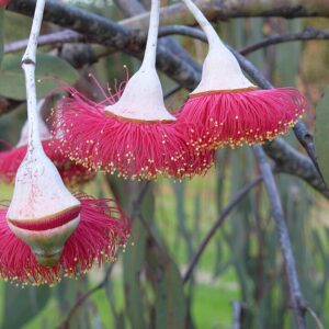 Eucalyptus Silver Princess