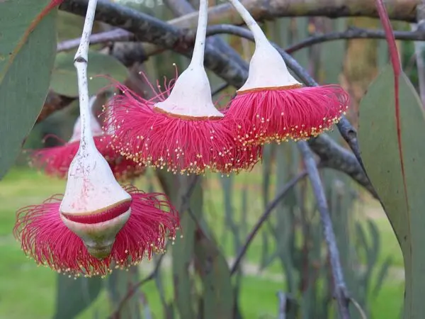 Eucalyptus Silver Princess