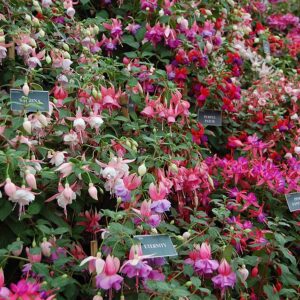 Fuchsia Electric Lights