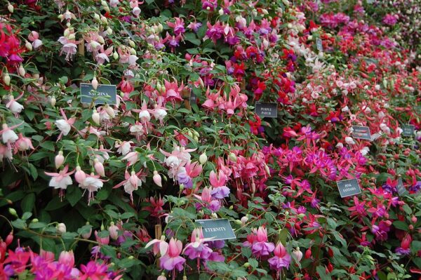 Fuchsia Electric Lights