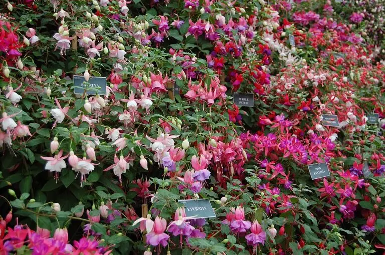 Fuchsia Electric Lights