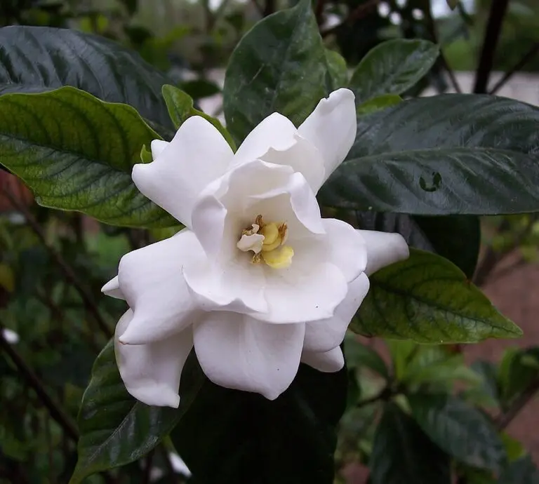 Gardenia Aimee Yoshiba
