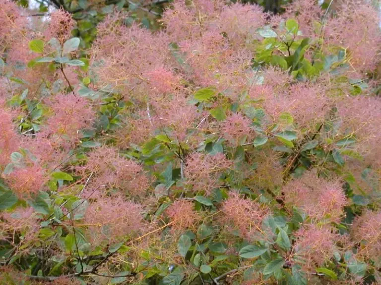 Golden Spirit Smoketree
