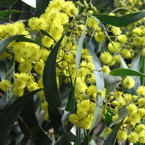 Golden Wattle