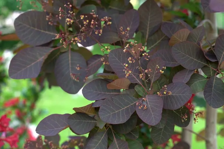 Grace Smoketree