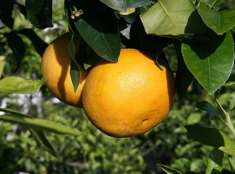 Grapefruit Marsh