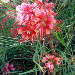 Grevillea Bon Accord