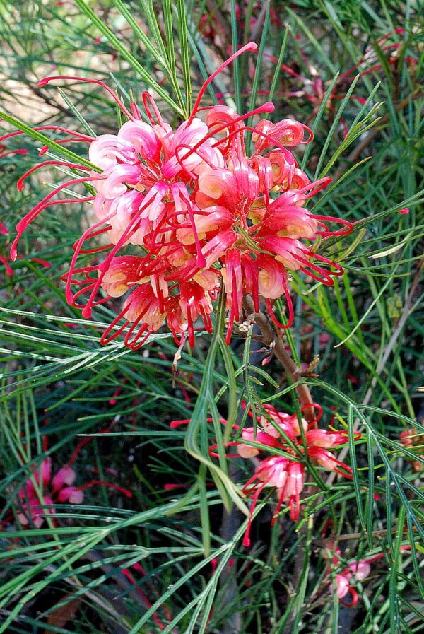 Grevillea Bon Accord