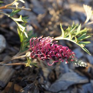Grevillea Carpet Layer