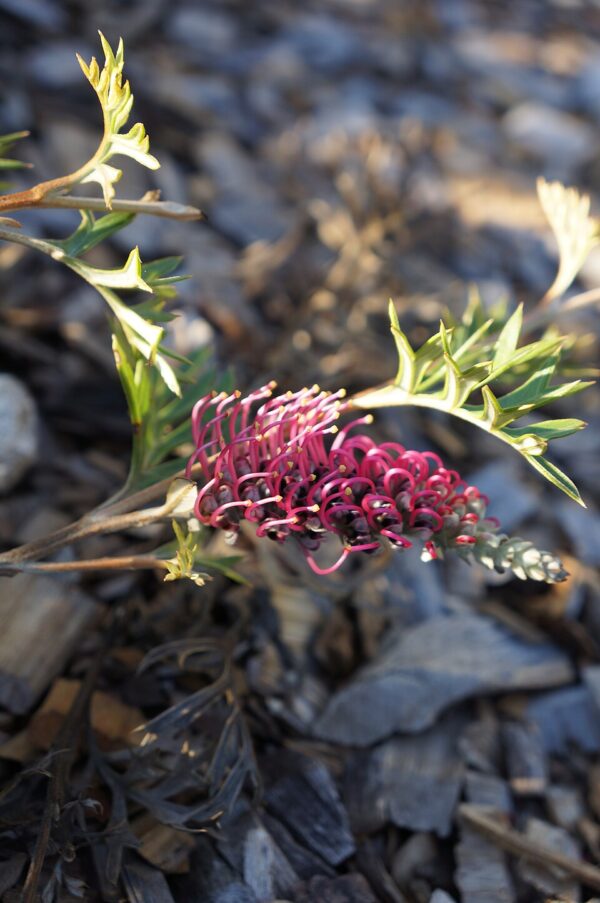 Grevillea Carpet Layer