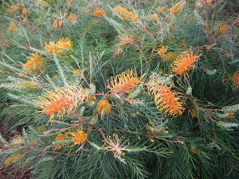 Grevillea Honey Gem