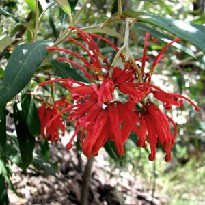 Grevillea Lady O
