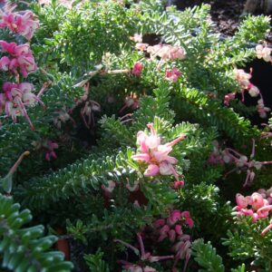 Grevillea Mt Tamboritha