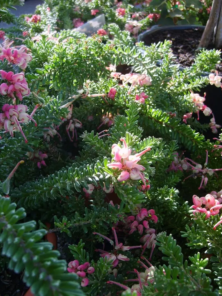 Grevillea Mt Tamboritha