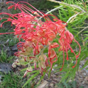 Grevillea Ned Kelly