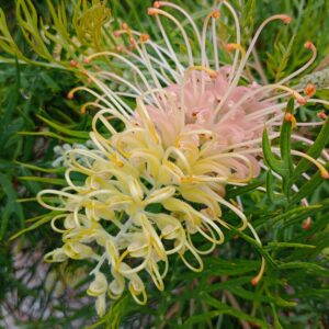 Grevillea Peaches and Cream