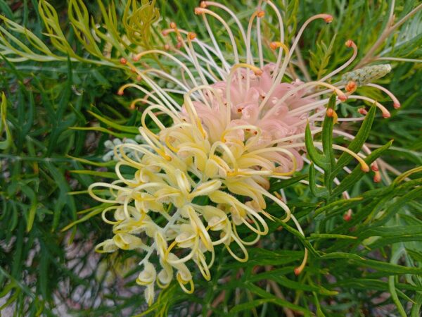 Grevillea Peaches and Cream