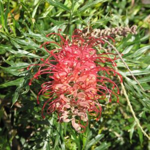 Grevillea Robyn Gordon