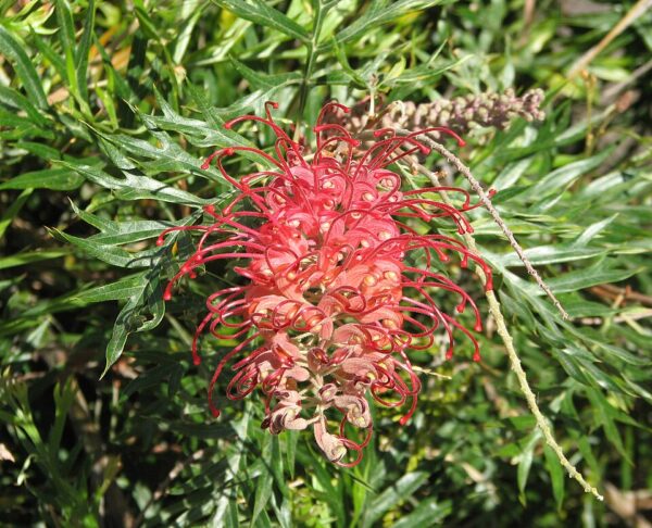 Grevillea Robyn Gordon