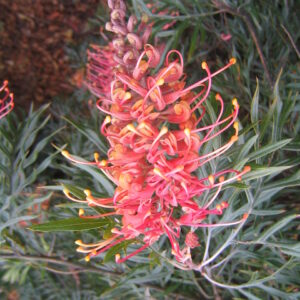 Grevillea Superb