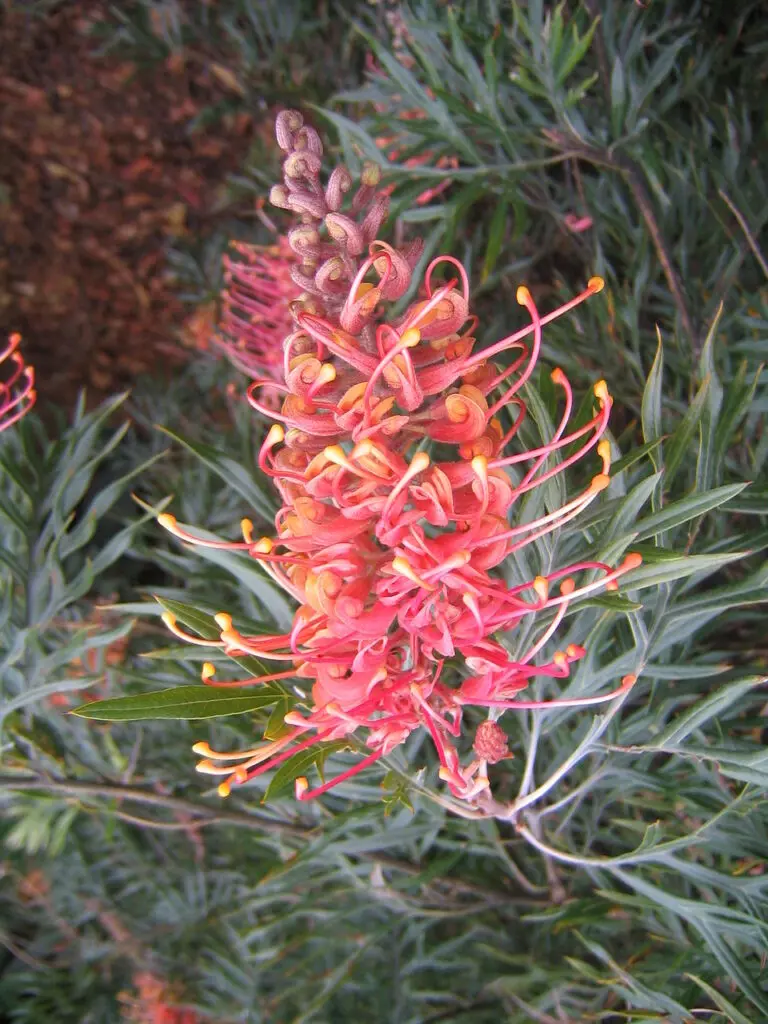 Grevillea Superb