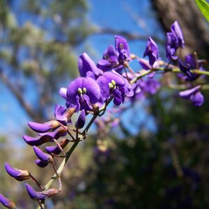 Hardenbergia Free n Easy