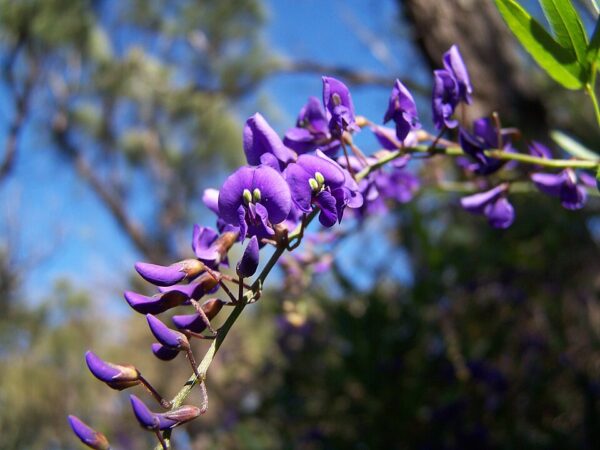 Hardenbergia Free n Easy