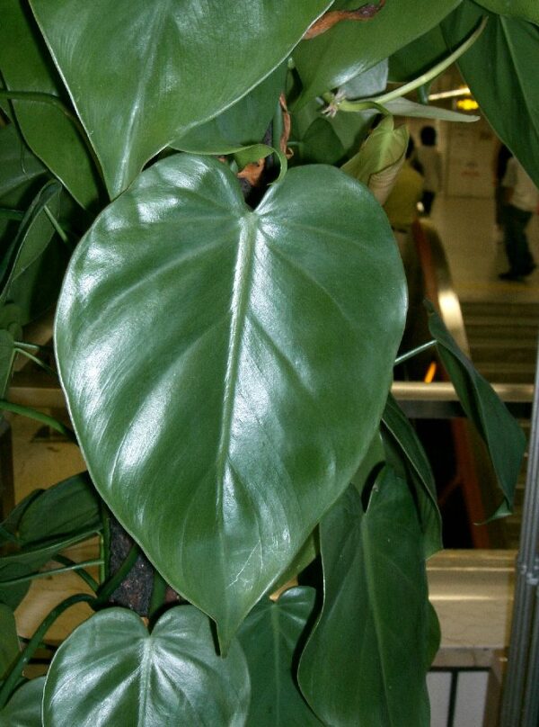 Heartleaf Philodendron - Image 2
