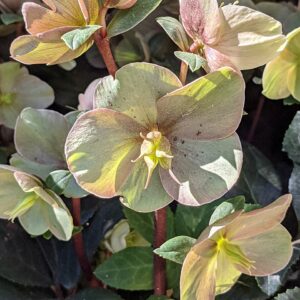 Helleborus Cinnamon Snow