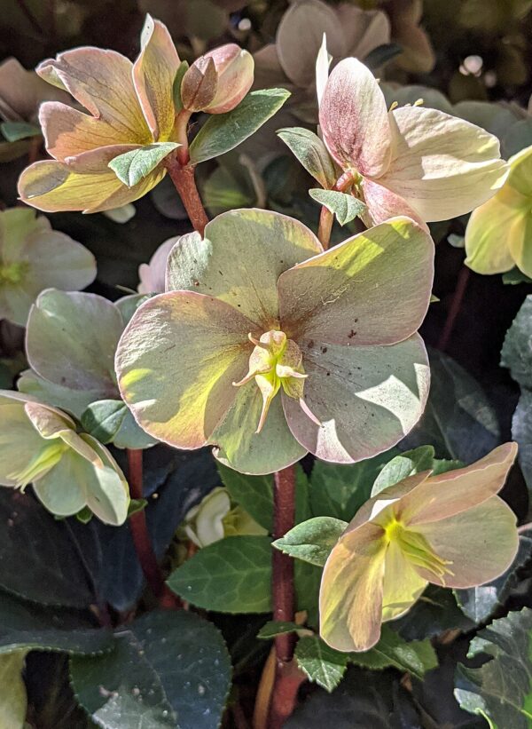Helleborus Cinnamon Snow