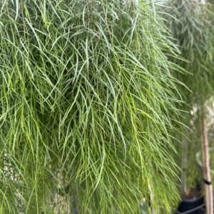 Acacia Waterfall Standard