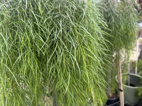 Acacia Waterfall Standard