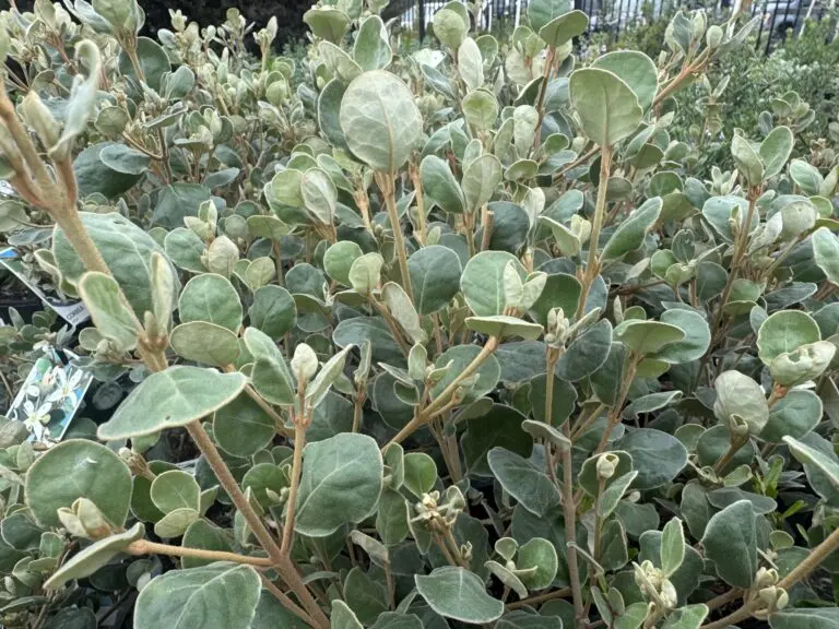 White Correa