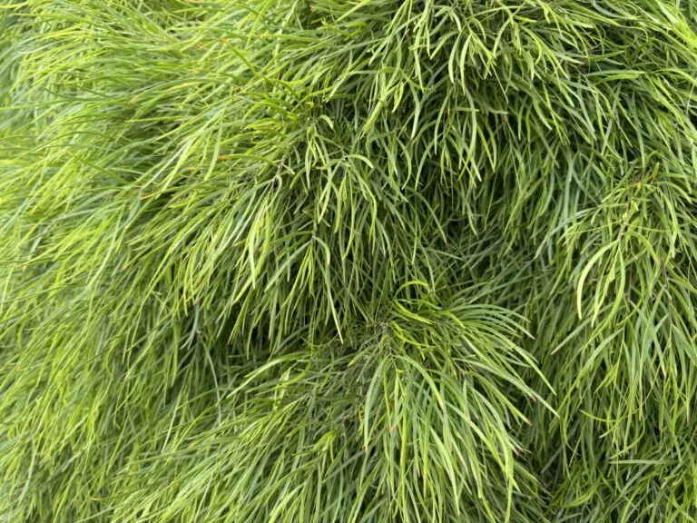 Acacia Dazzler