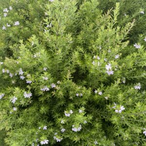 Westringia Wynyabbie Gem