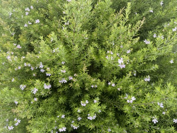 Westringia Wynyabbie Gem