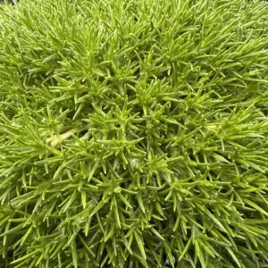 Scleranthus Biflorus