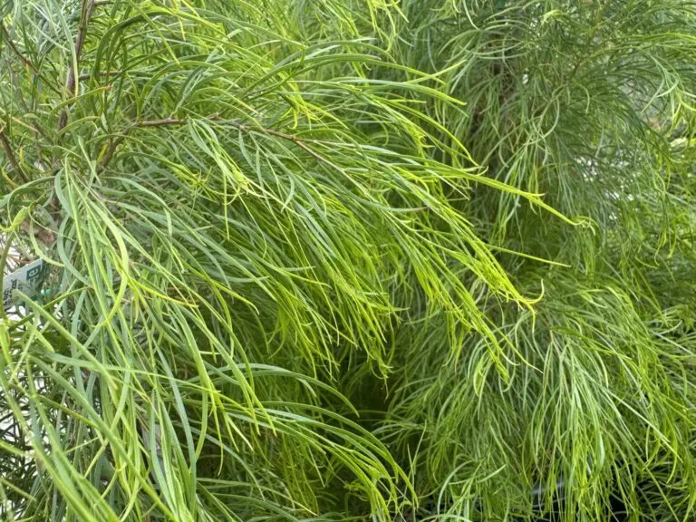 Acacia Lime Magik