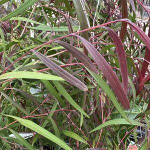 Burgundy Willow Myrtle