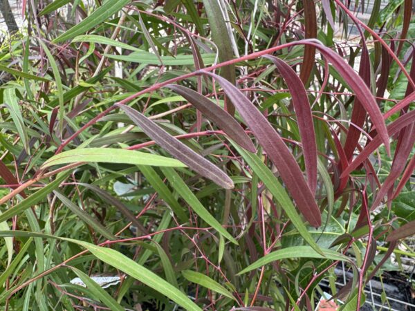 Burgundy Willow Myrtle